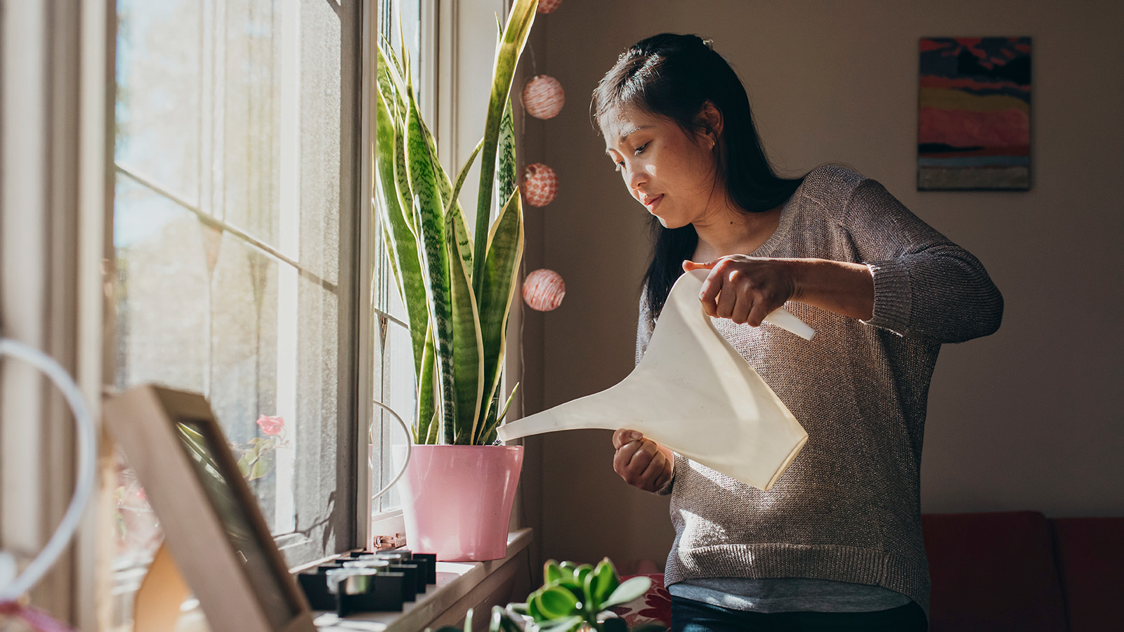 Person watering a plant by a window in a bright room.